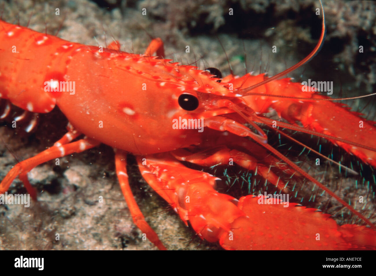 Hawaiian reef lobster endemic Enoplometopus occidentalis Portlock Oahu
