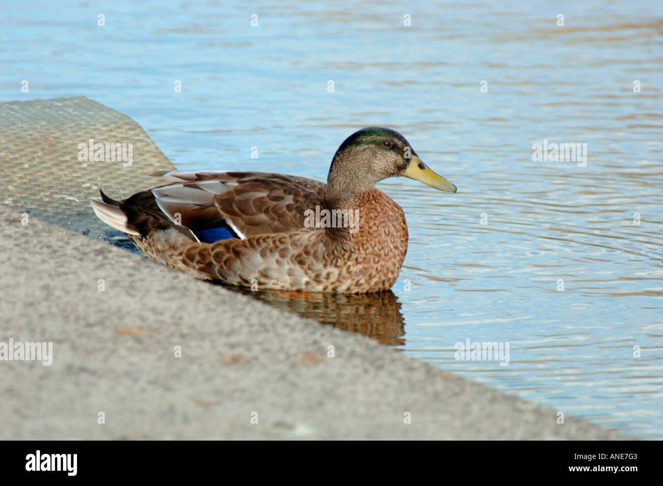 Young Male Mallard Duck (Anas platyrhynchos) Stock Photo