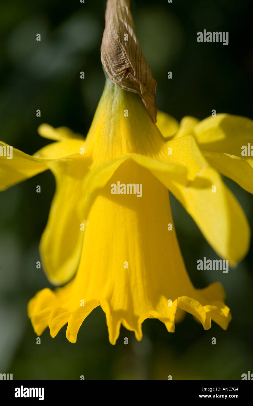 Daffodil Oxfordshire United Kingdom UK Stock Photo Alamy