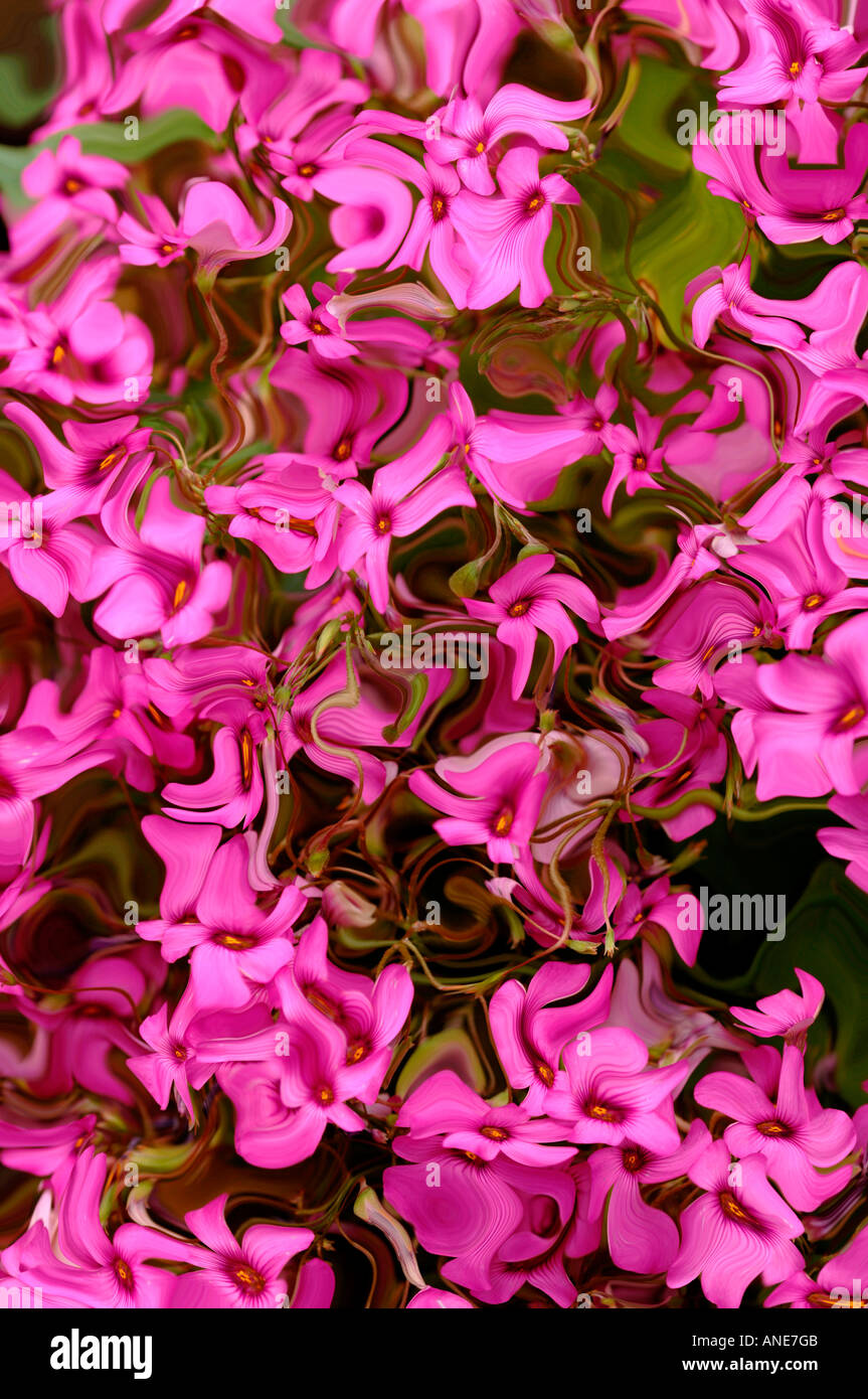 Floral Impressions Stock Photo