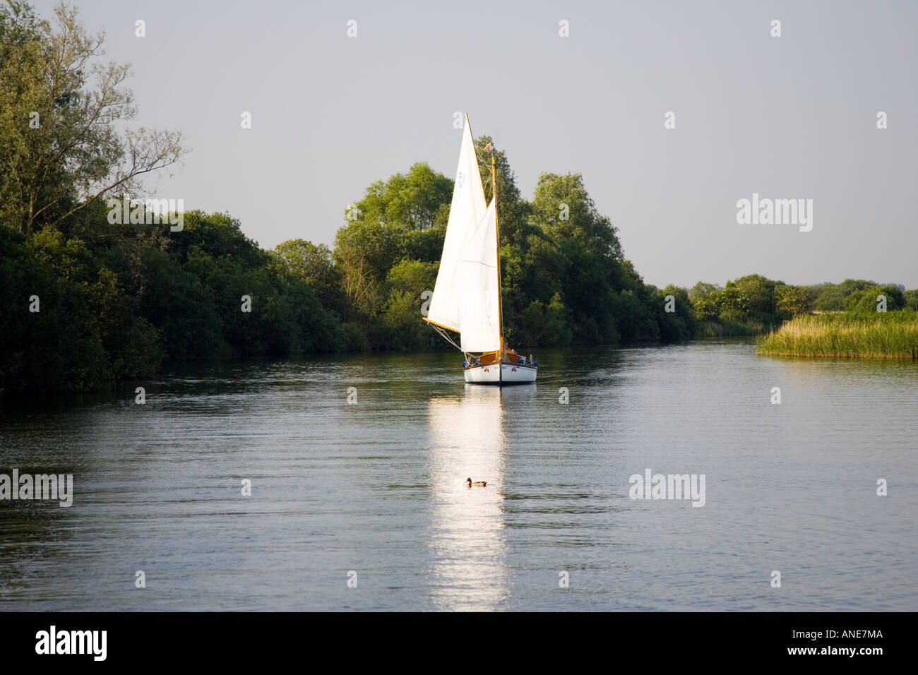 Sailing boat on the Norfolk Broads United Kingdom Stock Photo Alamy