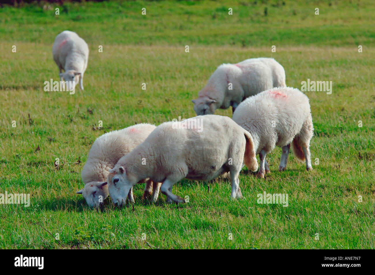 North wales sheep farming hi-res stock photography and images - Alamy