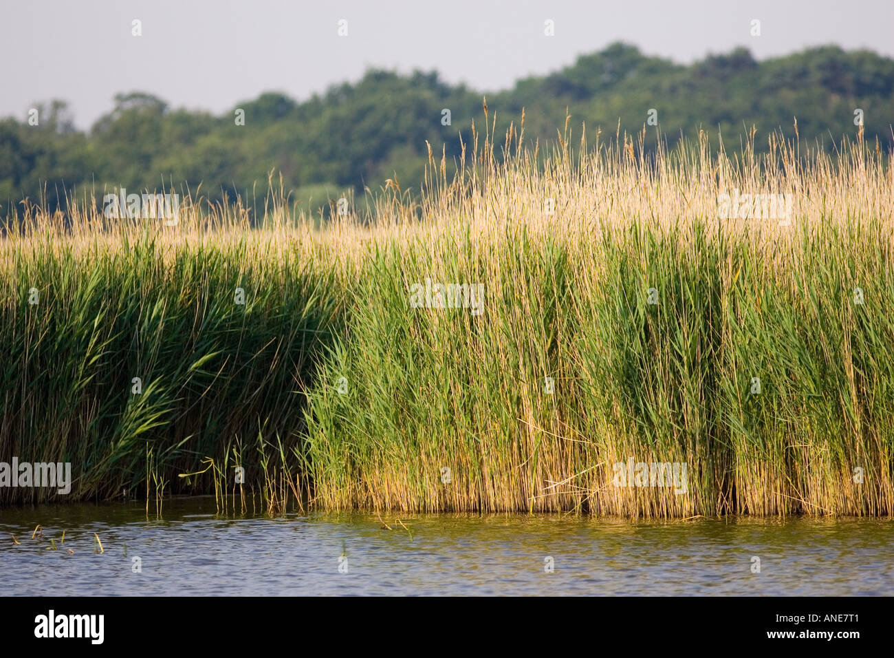 Reed bed at Hickling Norfolk Broads United Kingdom Stock Photo Alamy