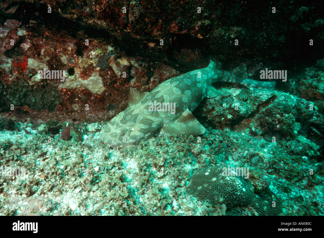 Wobbegong shark Orectolobus sp Flat Rocks Brisbane Australia South Pacific Stock Photo