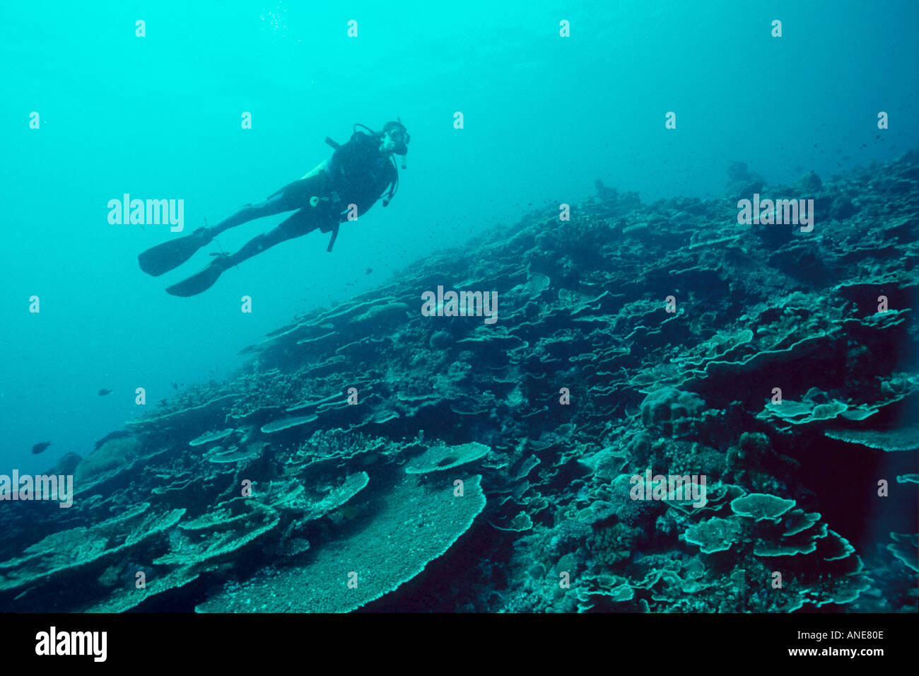 Diver silhouette and coral drop off Kranket Wall Madang Papua New Guinea South Pacific Stock Photo