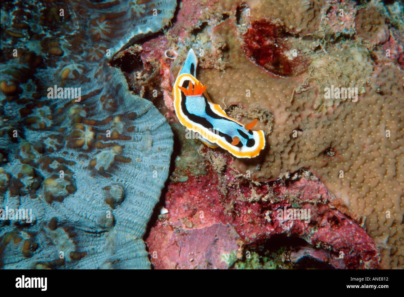Nudibranch Chromodoris sp Madang Papua New Guinea Solomon Sea Stock Photo