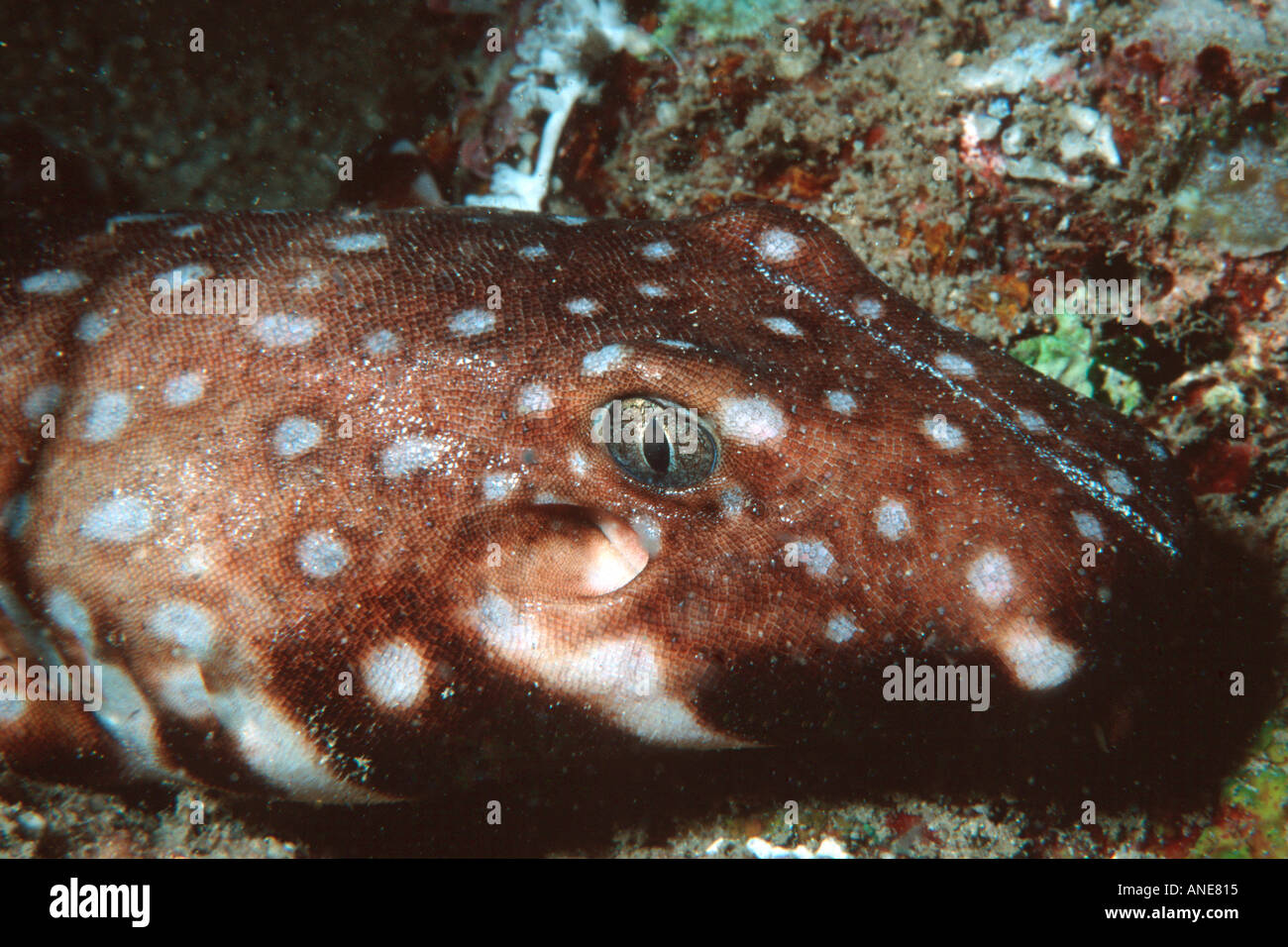 Hooded carpet shark Hemiscyllium strahani Madang Papua New Guinea Solomon Sea South Pacific Stock Photo