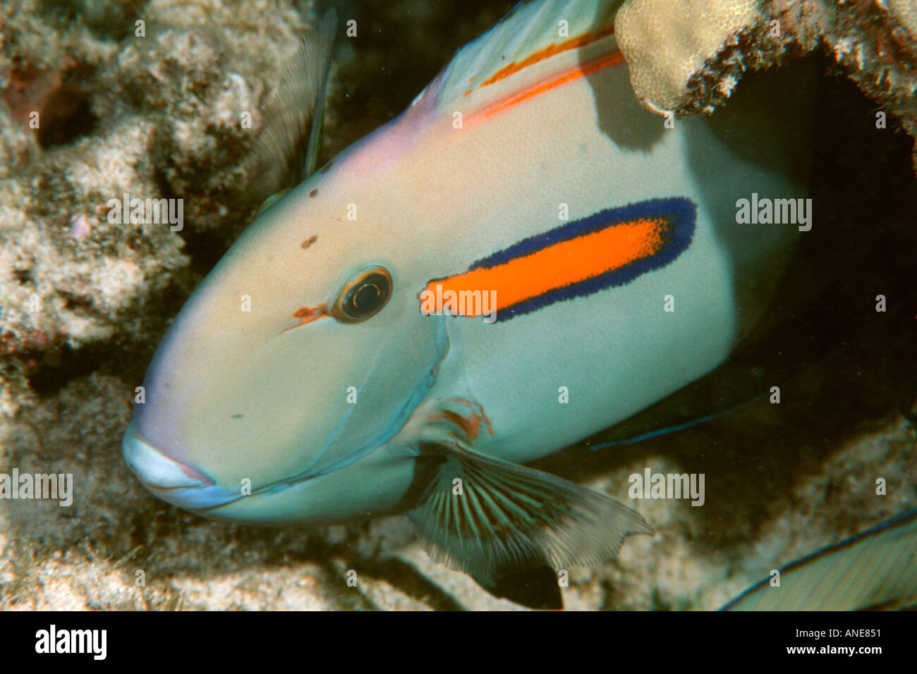 Orangeband surgeonfish Acanthurus olivaceus Kailua Kona Hawaii N Pacific  Stock Photo