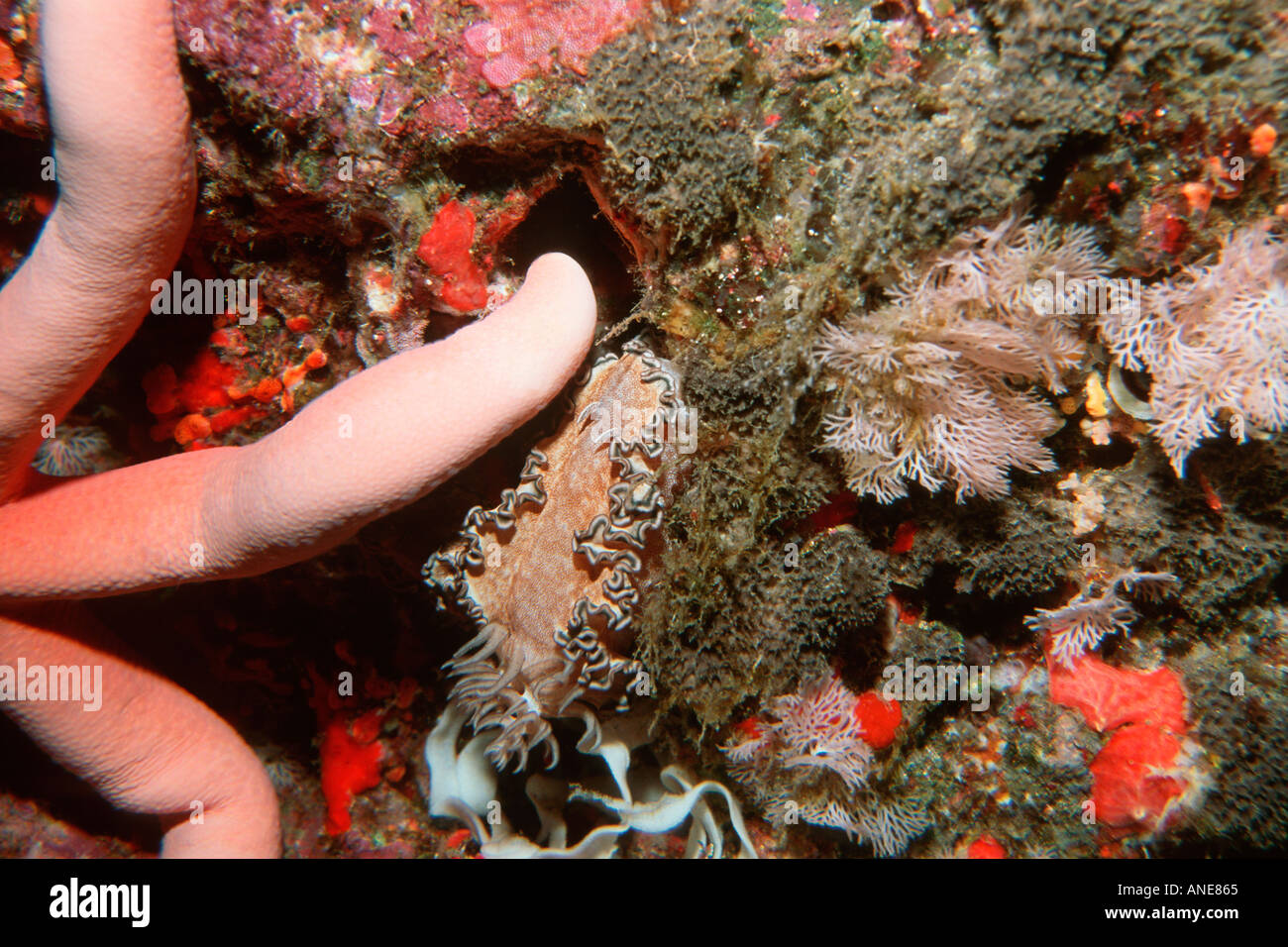 Nudibranch laying eggs Chromodoris sp Similan Islands Thailand Andaman Sea  Stock Photo