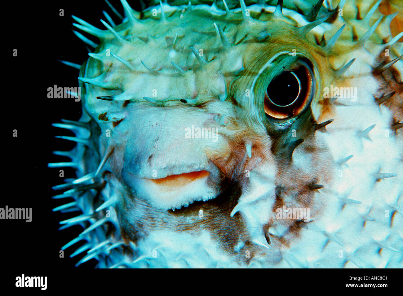 Black blotched porcupinefish Diodon liturosus Similan Islands Thailand Andaman Sea Stock Photo