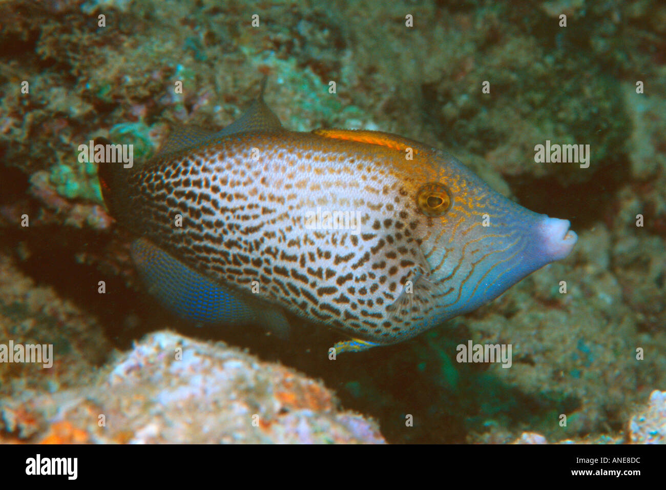 Fantail filefish endemic Pervagor spilosoma Pupukea Oahu Hawaii N Pacific  Stock Photo