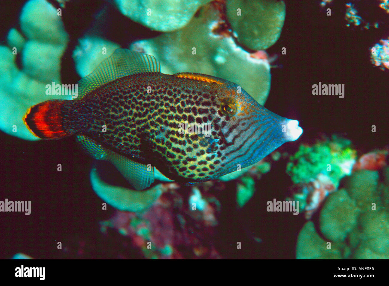 Fantail filefish endemic Pervagor spilosoma Kahe Point Oahu Hawaii N Pacific  Stock Photo