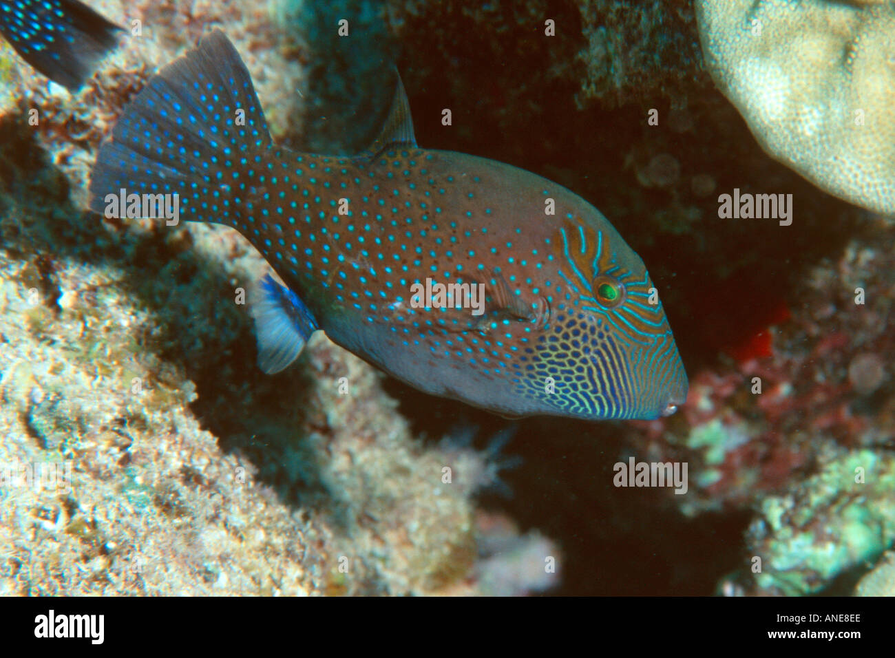 Ambon toby Canthigaster amboinensis Kahe Point Oahu Hawaii N Pacific  Stock Photo