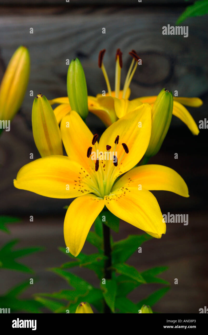 Open and closed lilies hires stock photography and images Alamy