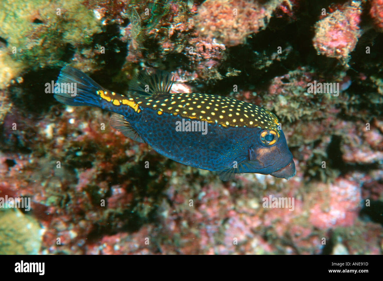 Spotted boxfish male Ostracion meleagris Maui Hawaii N Pacific  Stock Photo