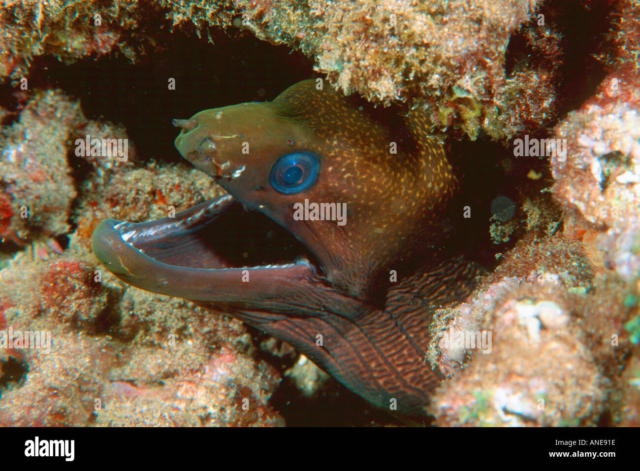 Hawaiian moray eel hires stock photography and images Alamy