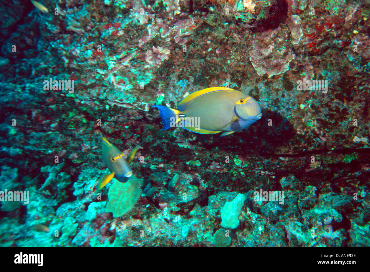 Eyestripe surgeonfish Acanthurus dussumieri Kailua Kona Hawaii N Pacific  Stock Photo