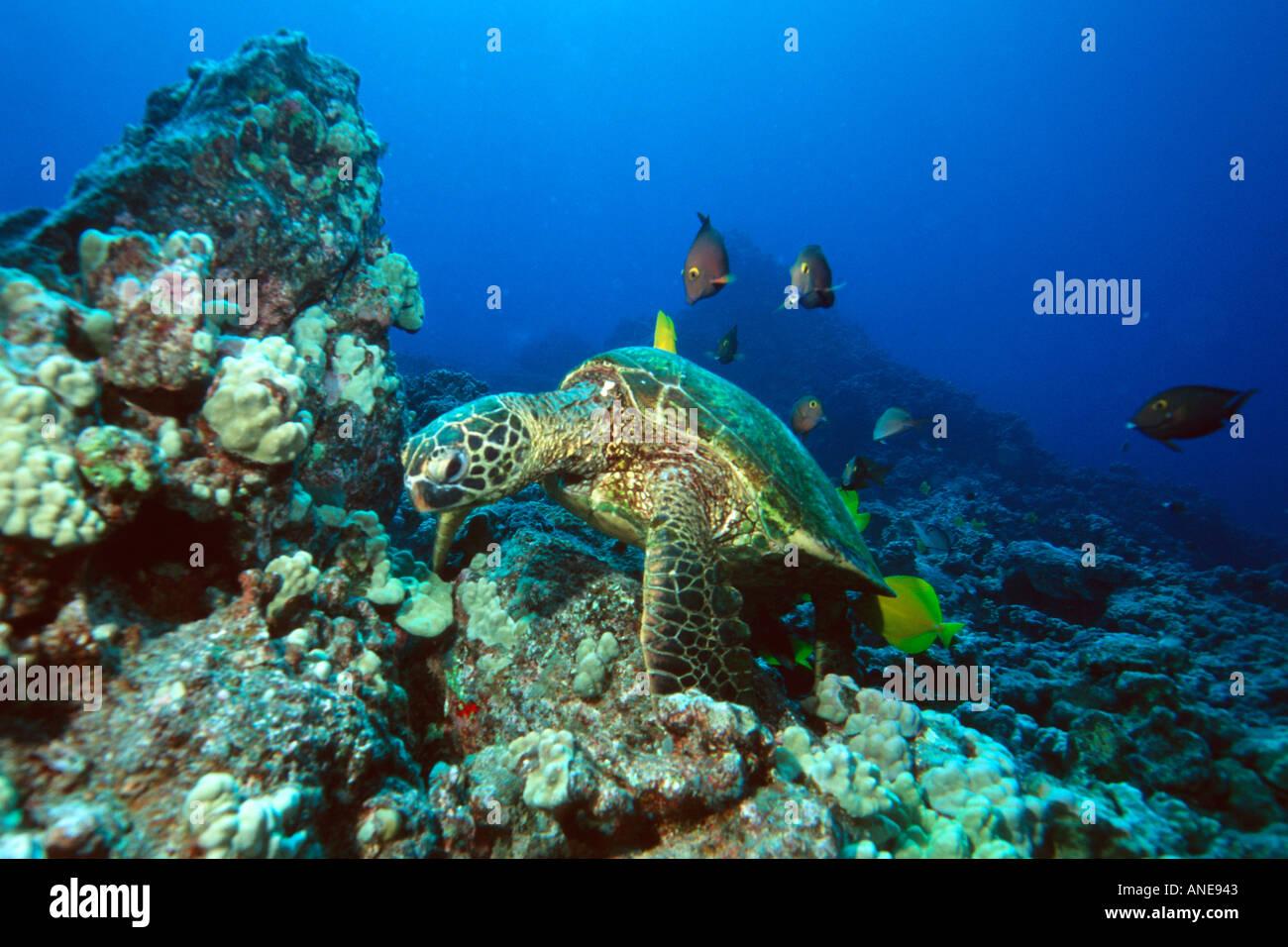 Green sea turtles being cleaned by surgeonfish Chelonia mydas Kailua ...