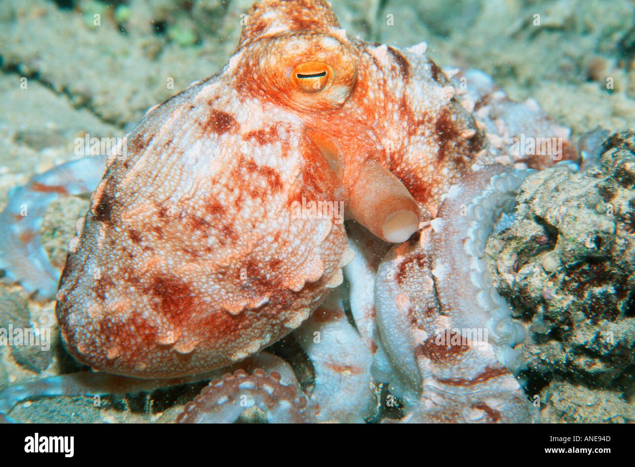 Ornate octopus at night Octopus ornatus Oahu Hawaii N Pacific Stock