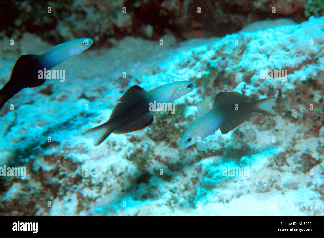 Twotone dartfish Ptereleotris evides Mili Marshall Islands N Pacific  Stock Photo