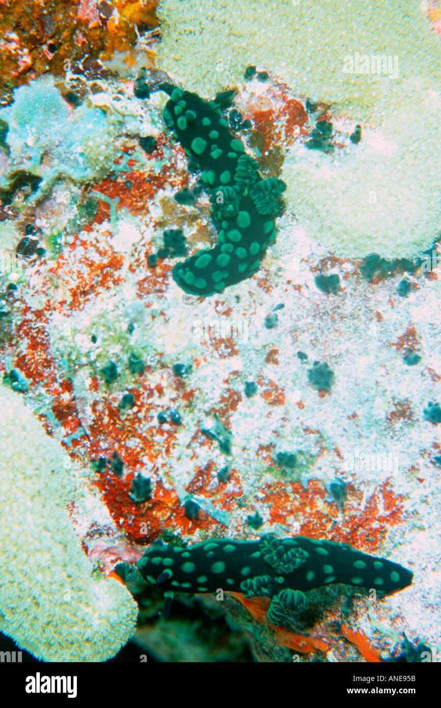 Nudibranchs Nembrotha sp Mili Marshall Islands N Pacific  Stock Photo