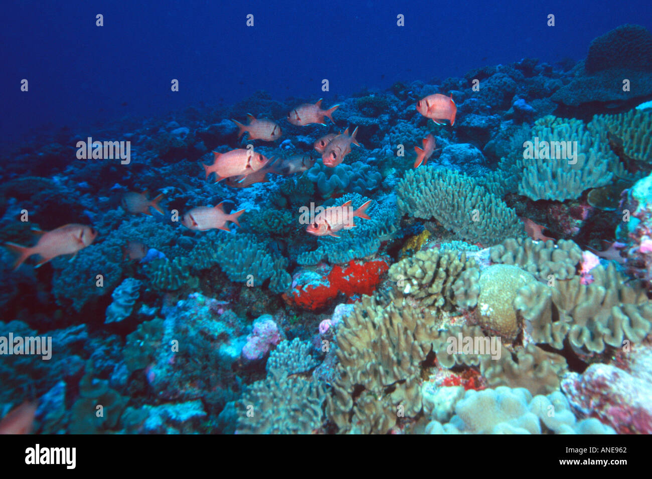 Aggregation of lattice soldierfish Myripristis violacea Mili Marshall Islands N Pacific  Stock Photo