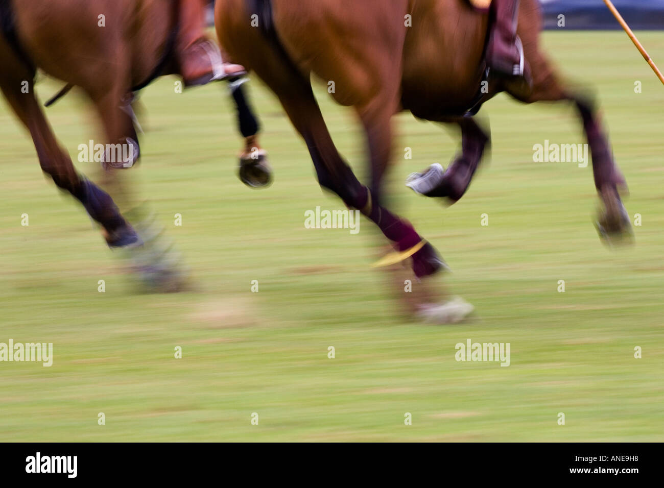 Ponies at Guards Polo Club in Windsor United Kingdom Stock Photo