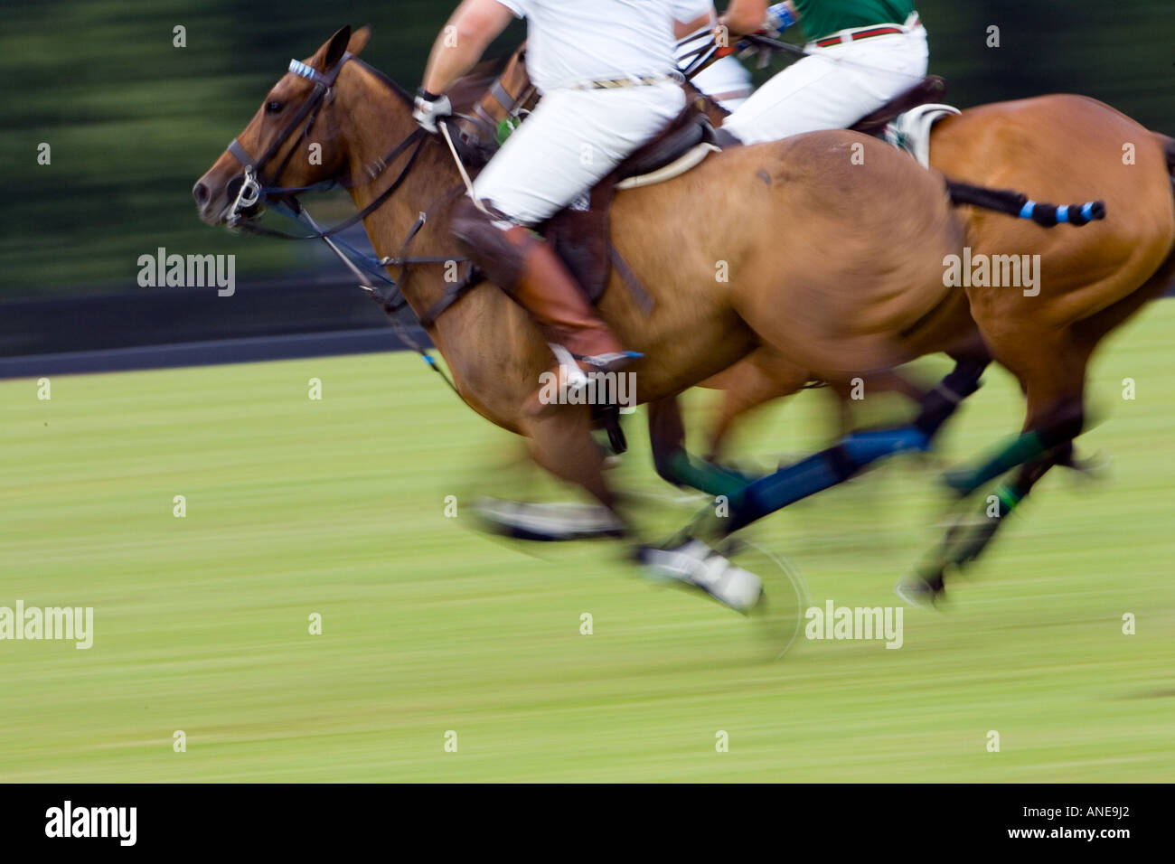 Ponies and riders at Guards Polo Club in Windsor United Kingdom Stock Photo