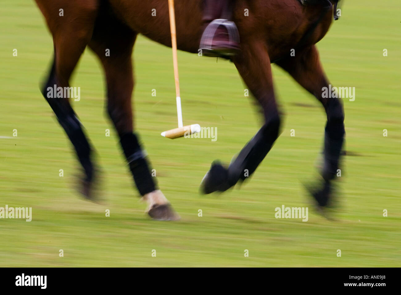 Polo pony at Guards Polo Club in Windsor United Kingdom Stock Photo