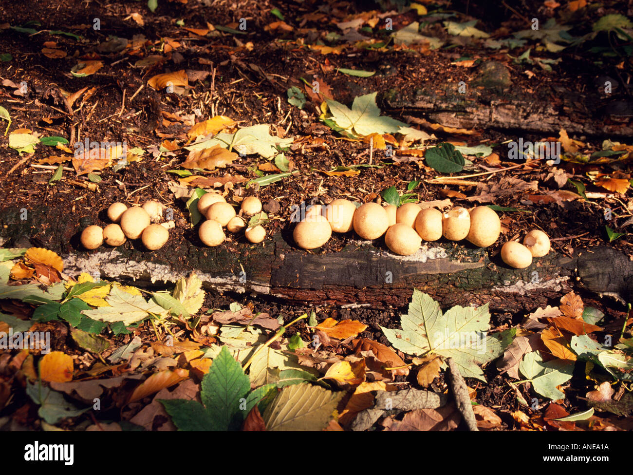 Puffballs Stock Photo - Download Image Now - August, Autumn, Branch - Plant  Part - iStock
