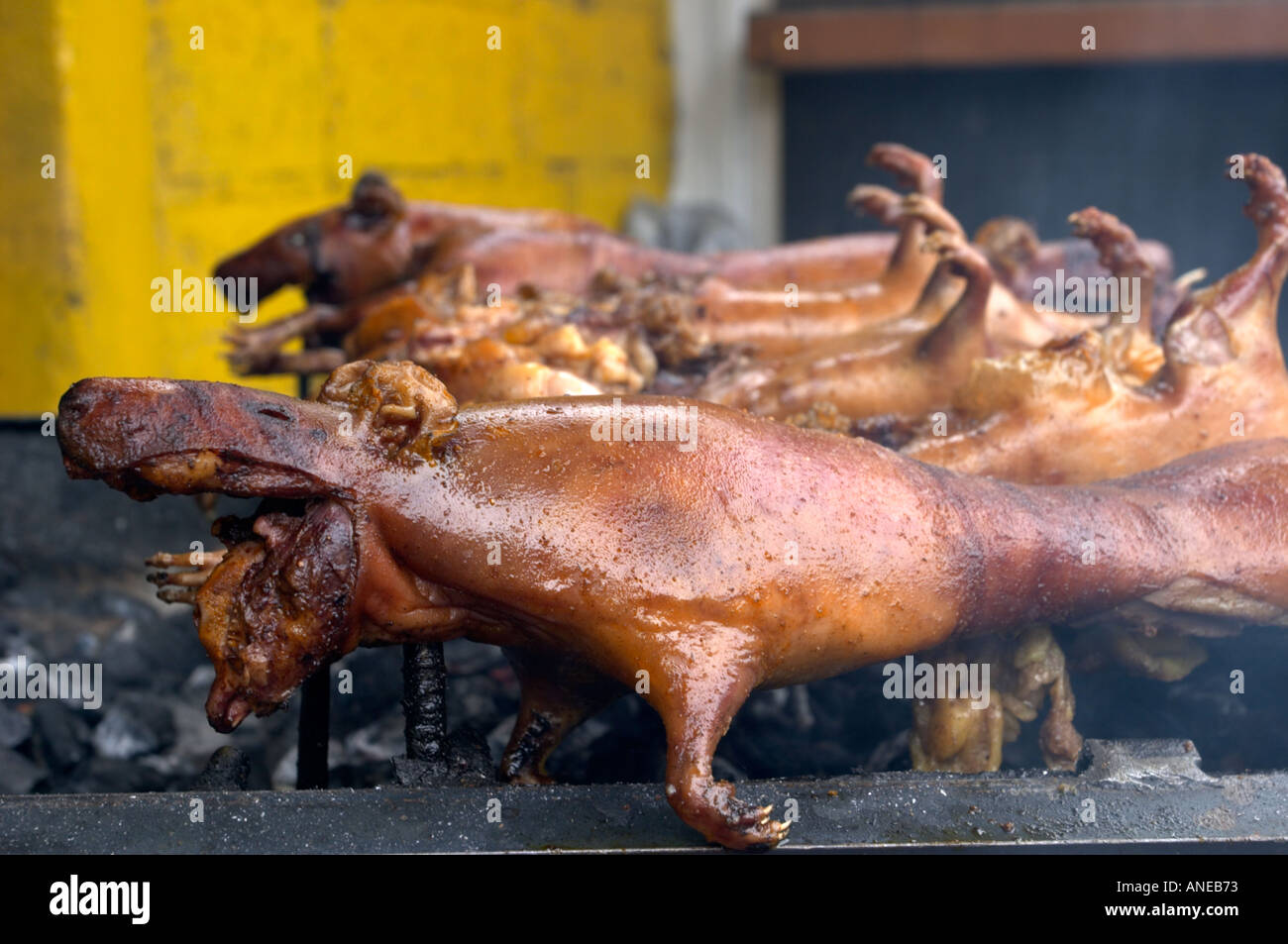 Roasted guinea pig sold on the street in Banos Ecuador Stock Photo