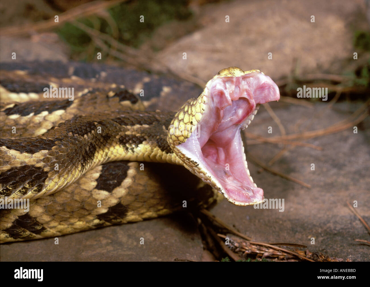 Timber Rattlesnake Bearing Fangs Stock Photo