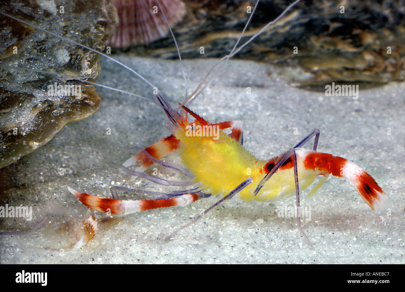 Gold Shrimp Stenopus scutellatus Stock Photo