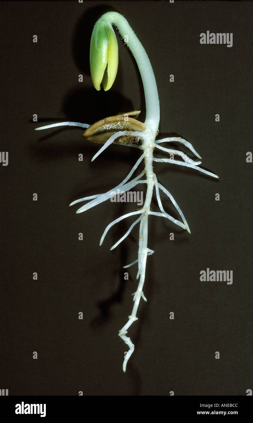 Summer Squash Seed Sprout Showing Primary and Secondary Roots Stock