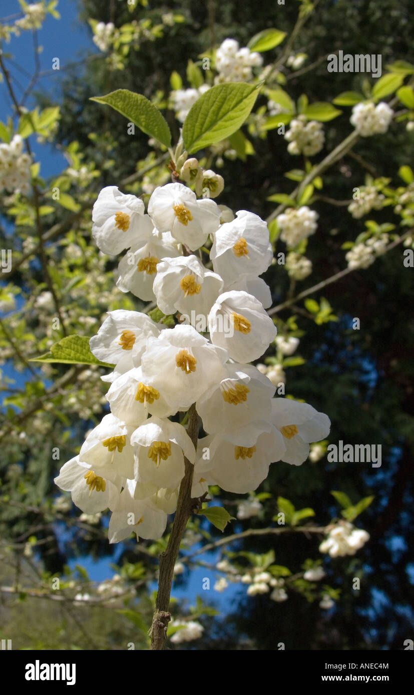 White fruit tree blossom, England, UK Stock Photo Alamy