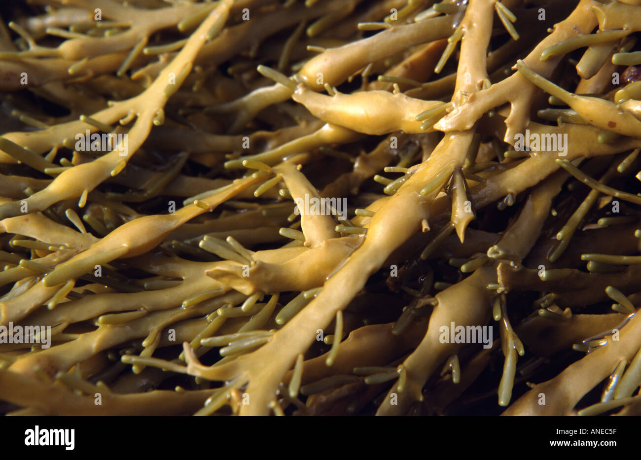 'knotted wrack' seaweed Stock Photo