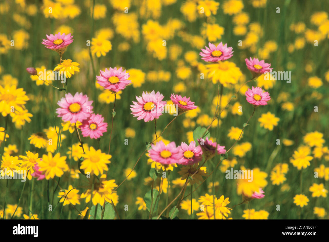 Everlasting daisies in an open field of pink and yellow flowers