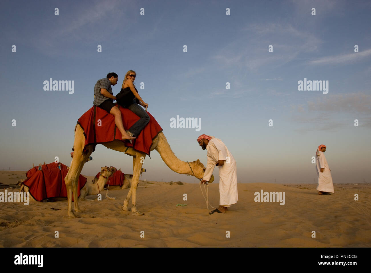 Tourists ride a camel during a safari in the desert in Dubai, UAE. Stock Photo