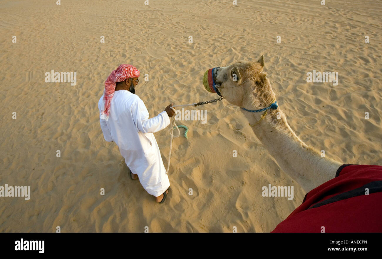 Man leading a camel during safari in desert in Dubai, UAE. Stock Photo