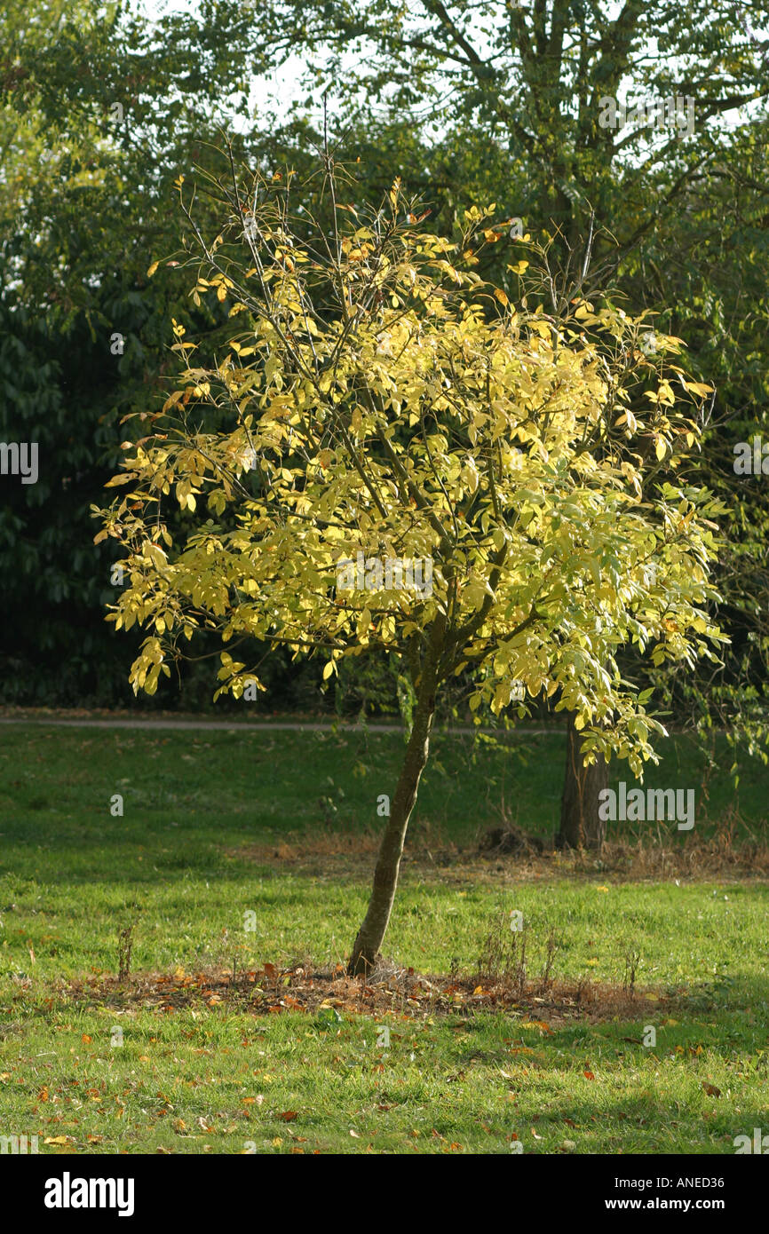 Silver birch tree sapling hi-res stock photography and images - Alamy