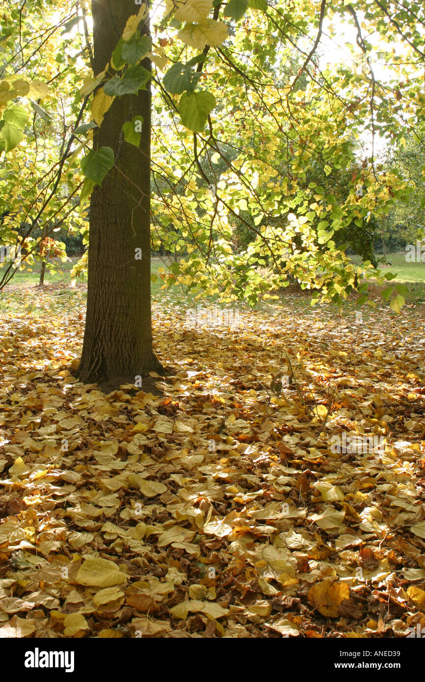 Autumn leaves around the base of a tree Stock Photo - Alamy