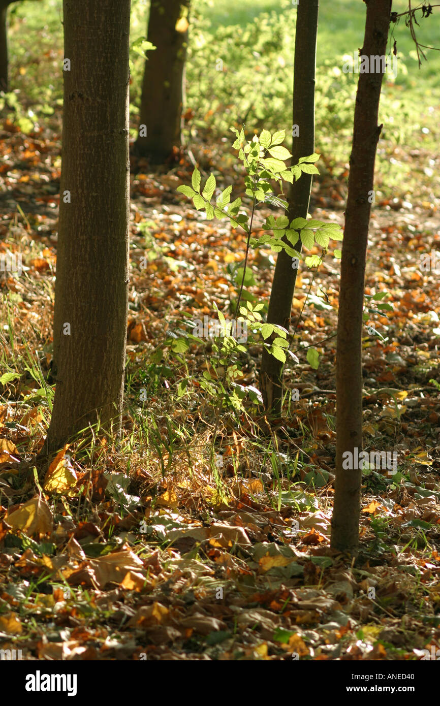 A small ash sapling growing next to larger saplings of the same species Stock Photo
