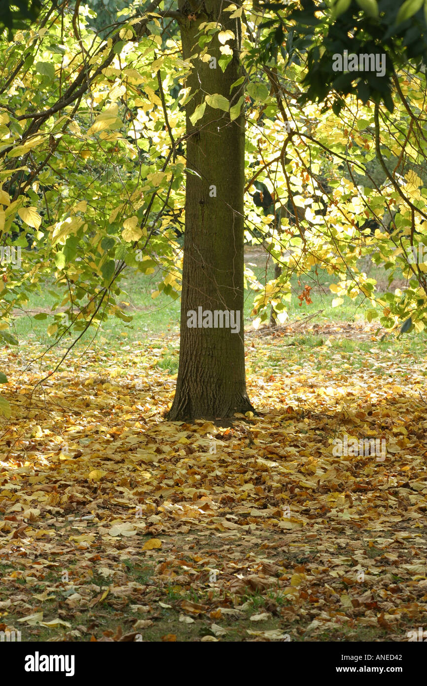 Autumn leaves around the base of a tree Stock Photo - Alamy