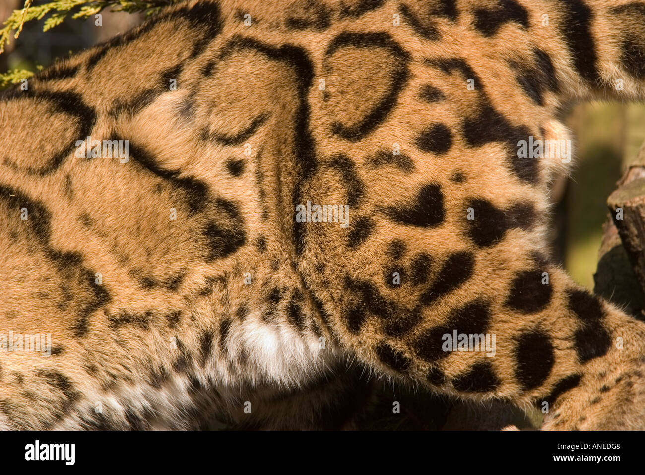 clouded leopard marking Stock Photo