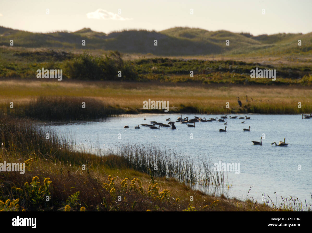 Canadian Geese Swimming in a Marsh - Prince Edward Island, Canada Stock Photo