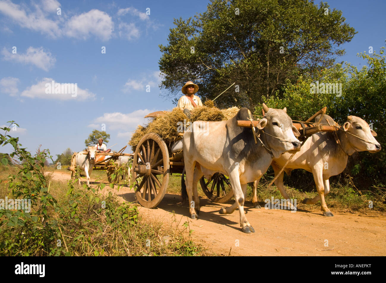 Mynamar Burma Southern Shan State Kalaw area Village of Poh Keh Bullock