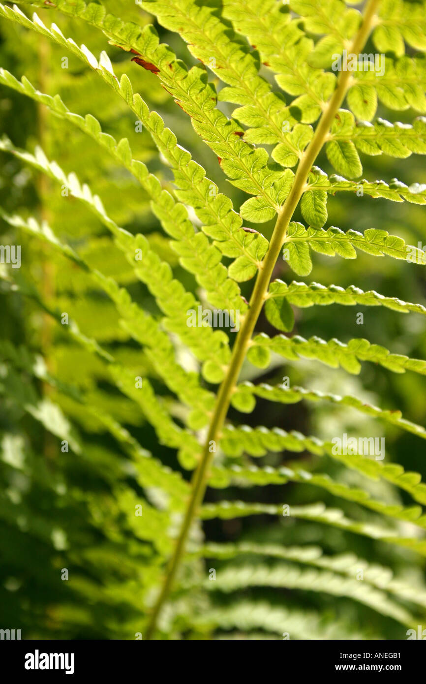 Fern leaf closeup Stock Photo