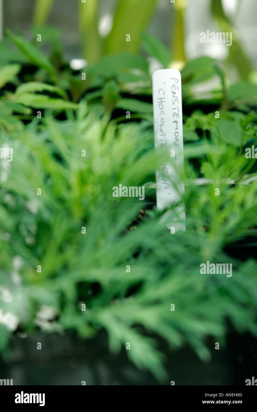 Nursery plant labels hires stock photography and images Alamy