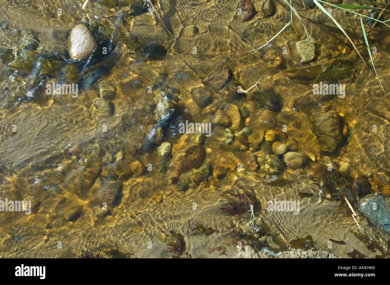 pebbles and stones rocks and sand under water Stock Photo - Alamy