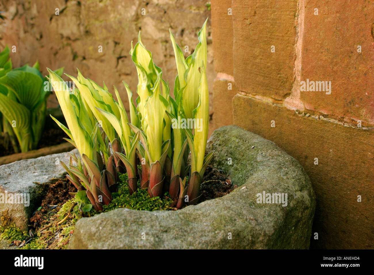 Variegated leaves of garden perennial plant Hosta in stone container against old stone wall Stock Photo